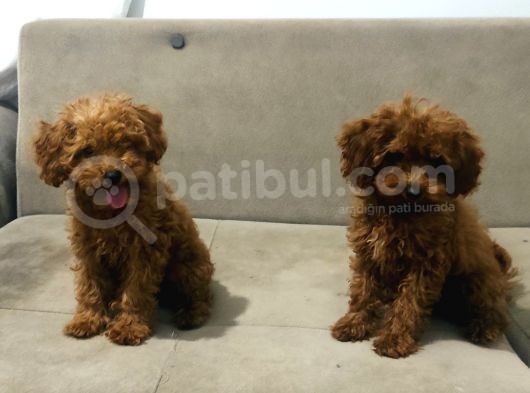 Red Brown Toy Poodle Bebekler Kore Kan