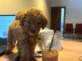 10 Haftalık Red Brown Toy Poodle