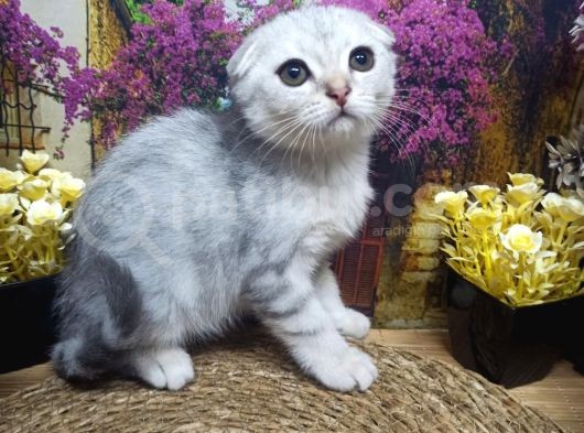 A Kali̇te Si̇lver Schotti̇sh Fold