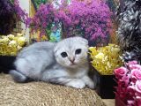A Kali̇te Si̇lver Schotti̇sh Fold