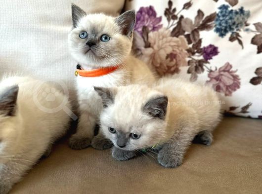 2 Aylık Yavru Brisith Shorthair British Blue Point görsel