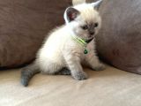 2 Aylık Yavru Brisith Shorthair British Blue Point