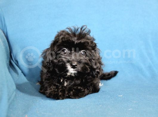 0 Numara  Kara Kızımız Maltipoo