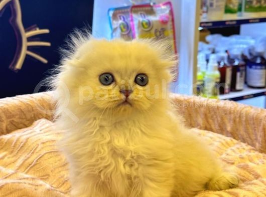 Irk Ve Sağlik Garanti̇li̇ - Ev Doğumlu Bebek Yavrular -  En Uygun En Kaliteli Yavrular Aron Petshop Guvencesi Ile Sizlerle