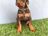 Fci Kif A Scr Li̇ Doberman Kizil Yavrular