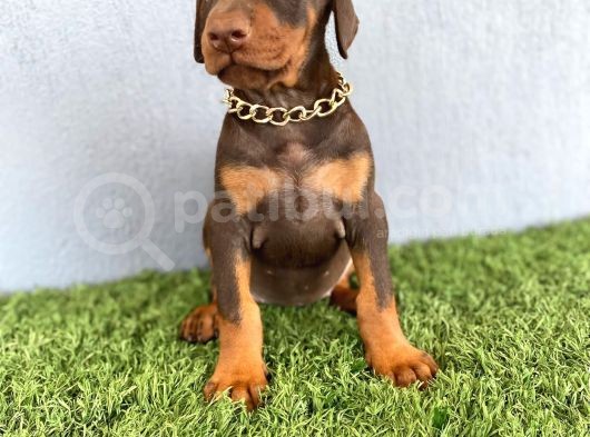 Fci Kif A Scr Li̇ Doberman Kizil Yavrular görsel