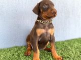 Fci Kif A Scr Li̇ Doberman Kizil Yavrular