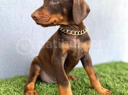 Fci Kif A Scr Li̇ Doberman Kizil Yavrular