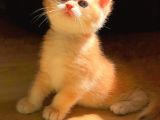 A Kalite Bri̇ti̇sh Shorthai̇r Golden  Yavrular