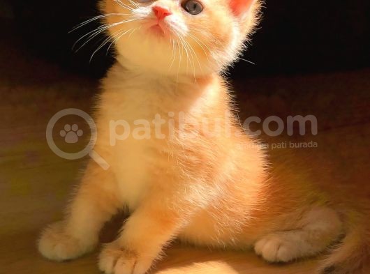 A Kalite Bri̇ti̇sh Shorthai̇r Golden  Yavrular görsel