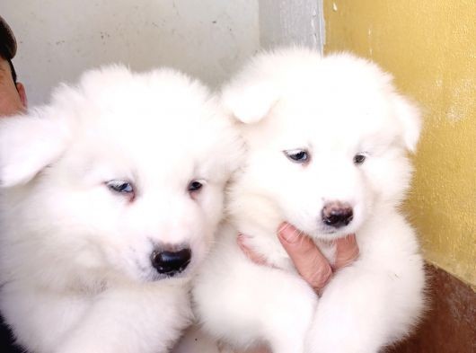 Ayi̇ Yavrusu Samoyed A Kali̇te Irk görsel