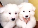 Ayi̇ Yavrusu Samoyed A Kali̇te Irk