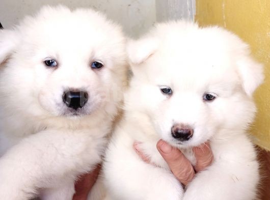 Ayi̇ Yavrusu Samoyed A Kali̇te Irk görsel
