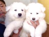 Ayi̇ Yavrusu Samoyed A Kali̇te Irk
