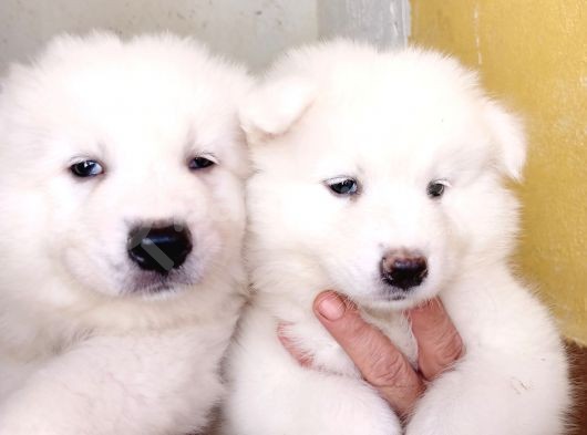 Ayi̇ Yavrusu Samoyed A Kali̇te Irk
