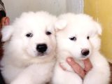 Ayi̇ Yavrusu Samoyed A Kali̇te Irk