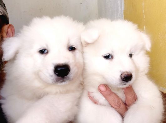 Ayi̇ Yavrusu Samoyed A Kali̇te Irk görsel
