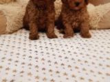 Toy Poodle Bebekler