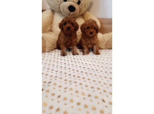 Toy Poodle Bebekler görsel