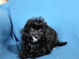 0 Numara  Kara Kızımız Maltipoo