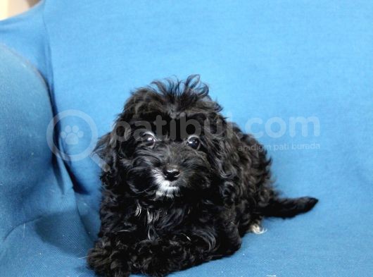 0 Numara  Kara Kızımız Maltipoo görsel