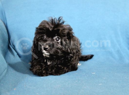 0 Numara  Kara Kızımız Maltipoo görsel