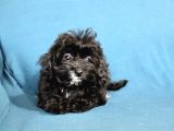 0 Numara  Kara Kızımız Maltipoo