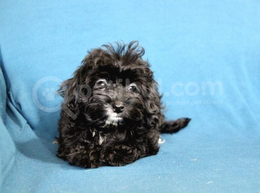 0 Numara  Kara Kızımız Maltipoo görsel