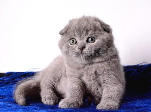 Eşsiz Kalitede Gri Scottish Fold görsel