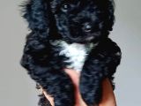 Ev Içi Bakılabilecek Tek Irktır Poodle