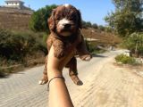 Kupon Maltipoo Yavrularım
