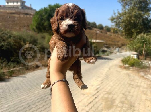 Kupon Maltipoo Yavrularım görsel