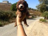 Kupon Maltipoo Yavrularım