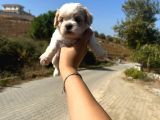 Kupon Maltipoo Yavrularım