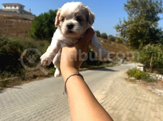 Kupon Maltipoo Yavrularım görsel