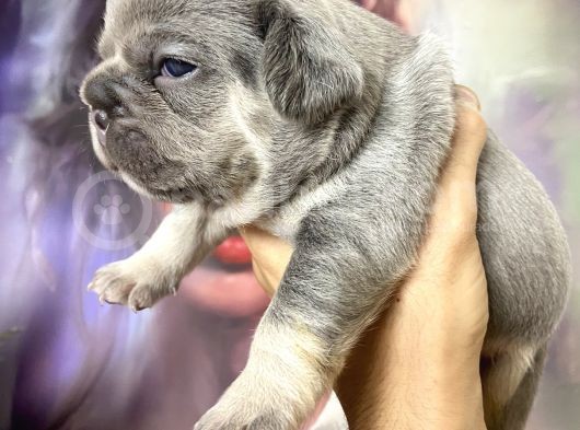 French Bulldog Egzoti̇k Renkler