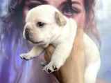 French Bulldog Egzoti̇k Renkler