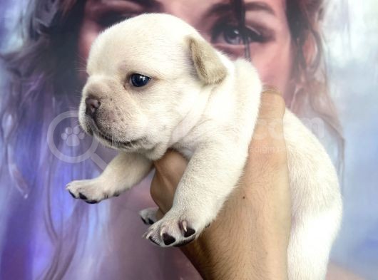 French Bulldog Egzoti̇k Renkler görsel