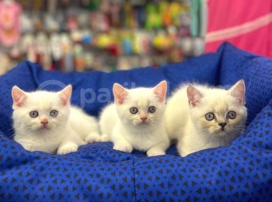 Muhteşem British Shorthair Dişi Ve Erkek Kardeşler