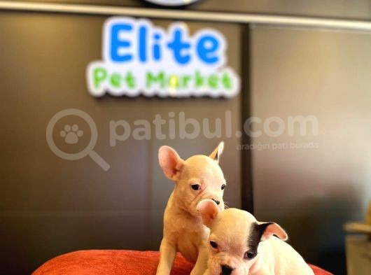 Beyaz French Bulldog Yavruları görsel