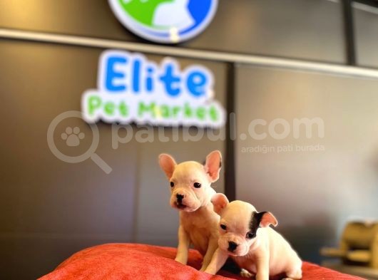 Beyaz French Bulldog Yavruları görsel