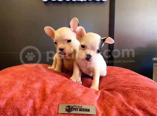 Beyaz French Bulldog Yavruları