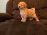 Baby Tatli Malti̇poo Yavrulari