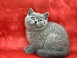 Bebek Yüzlü Orjinal British Shorthair Dişi Ve Erkek Yavrular