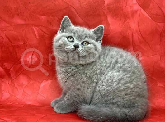 Bebek Yüzlü Orjinal British Shorthair Dişi Ve Erkek Yavrular görsel