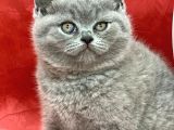 Bebek Yüzlü Orjinal British Shorthair Dişi Ve Erkek Yavrular