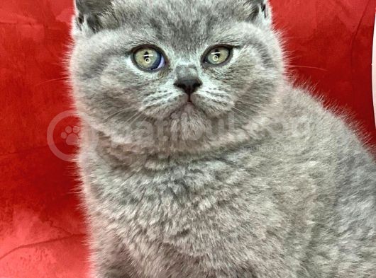 Bebek Yüzlü Orjinal British Shorthair Dişi Ve Erkek Yavrular görsel