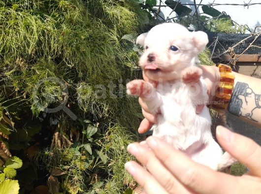 Teacup  Maltese Terrier  Yavrularımız