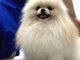 Dünya Tatlısı Pomerian Yavrumuz