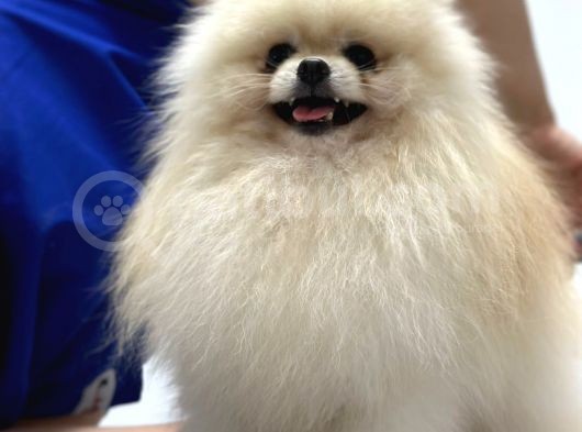 Dünya Tatlısı Pomerian Yavrumuz görsel